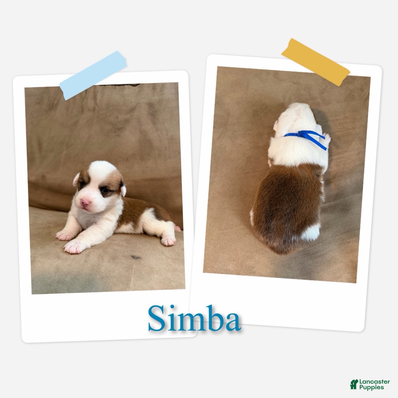 Simba