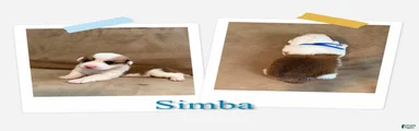 Simba