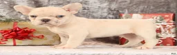 French Bulldog dogs for sale: Jasper - Ad 4