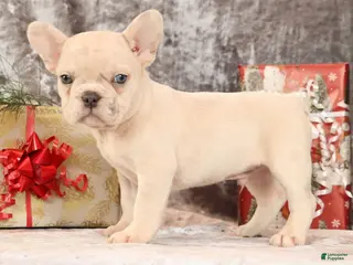 French Bulldog dogs Jasper - Ad 19