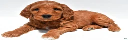Mini Goldendoodle dogs for sale: Windsor - Ad 5