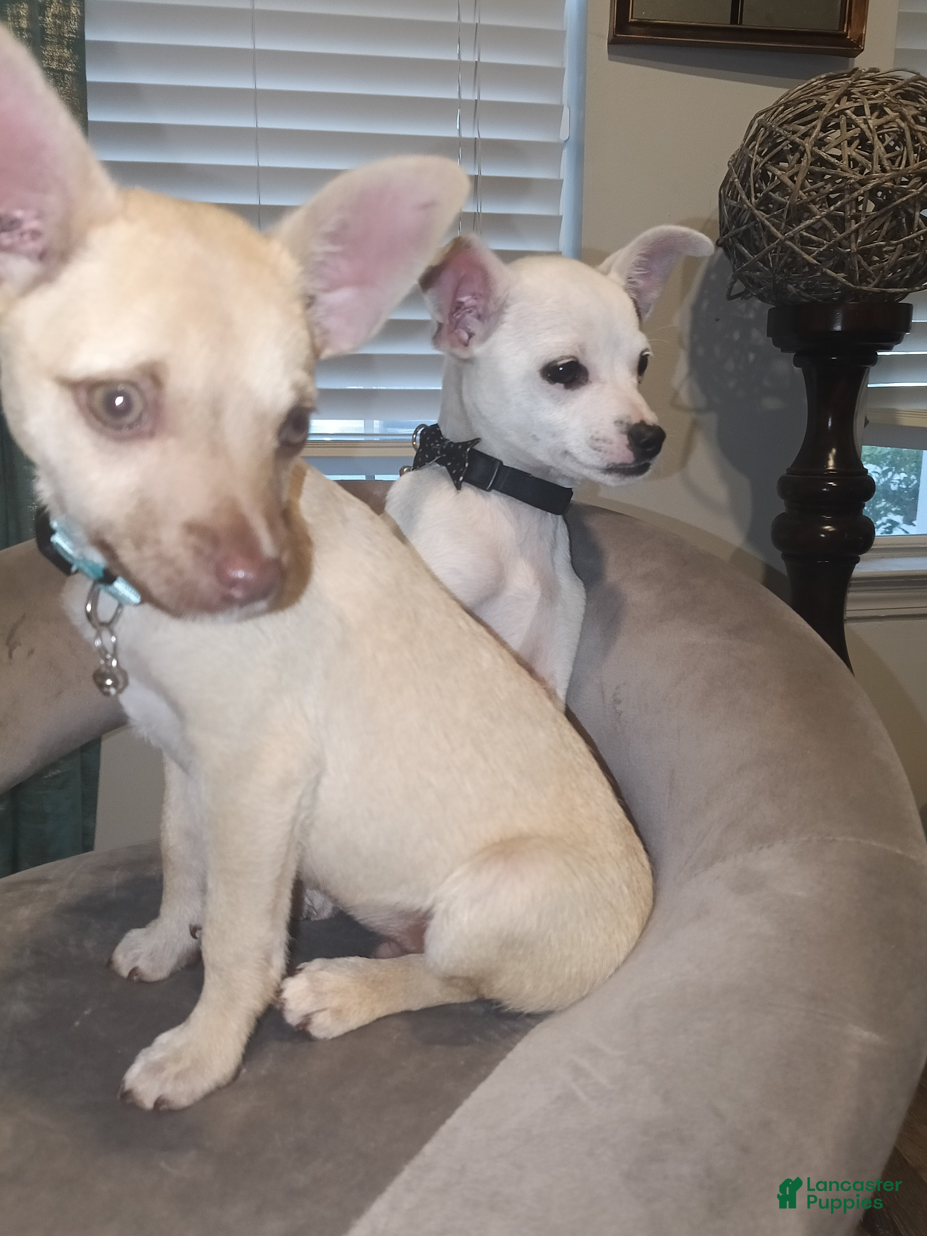 Chihuahua dogs Chihuahua Puppy 1 - Ad 20