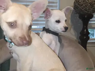 Chihuahua dogs Chihuahua Puppy 1 - Ad 19