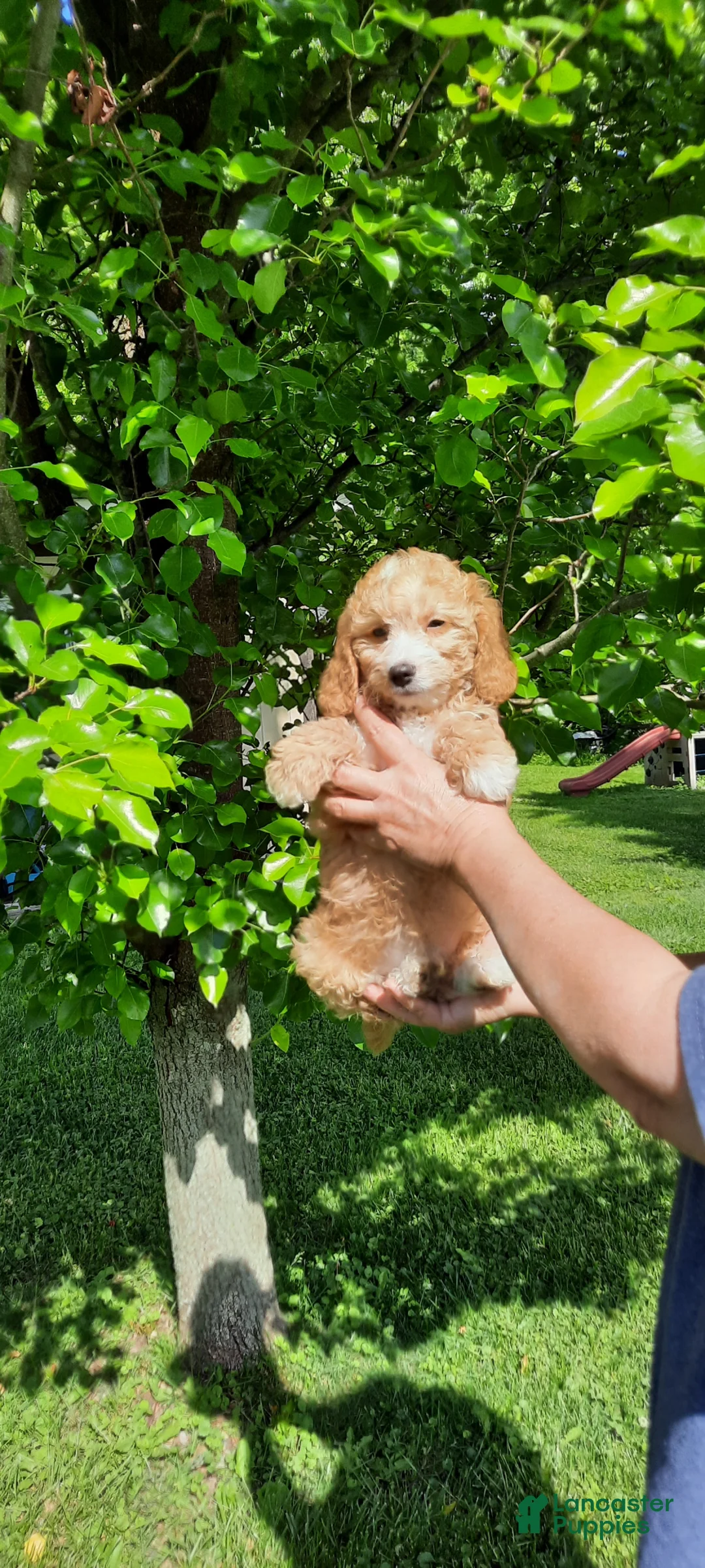 Cavapoo dogs for sale: Cavapoo Puppy 1 - Ad 2