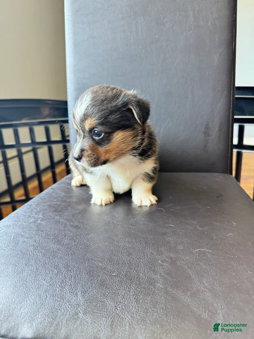 Welsh Corgi Pembroke dogs for sale: Tank - Ad 2