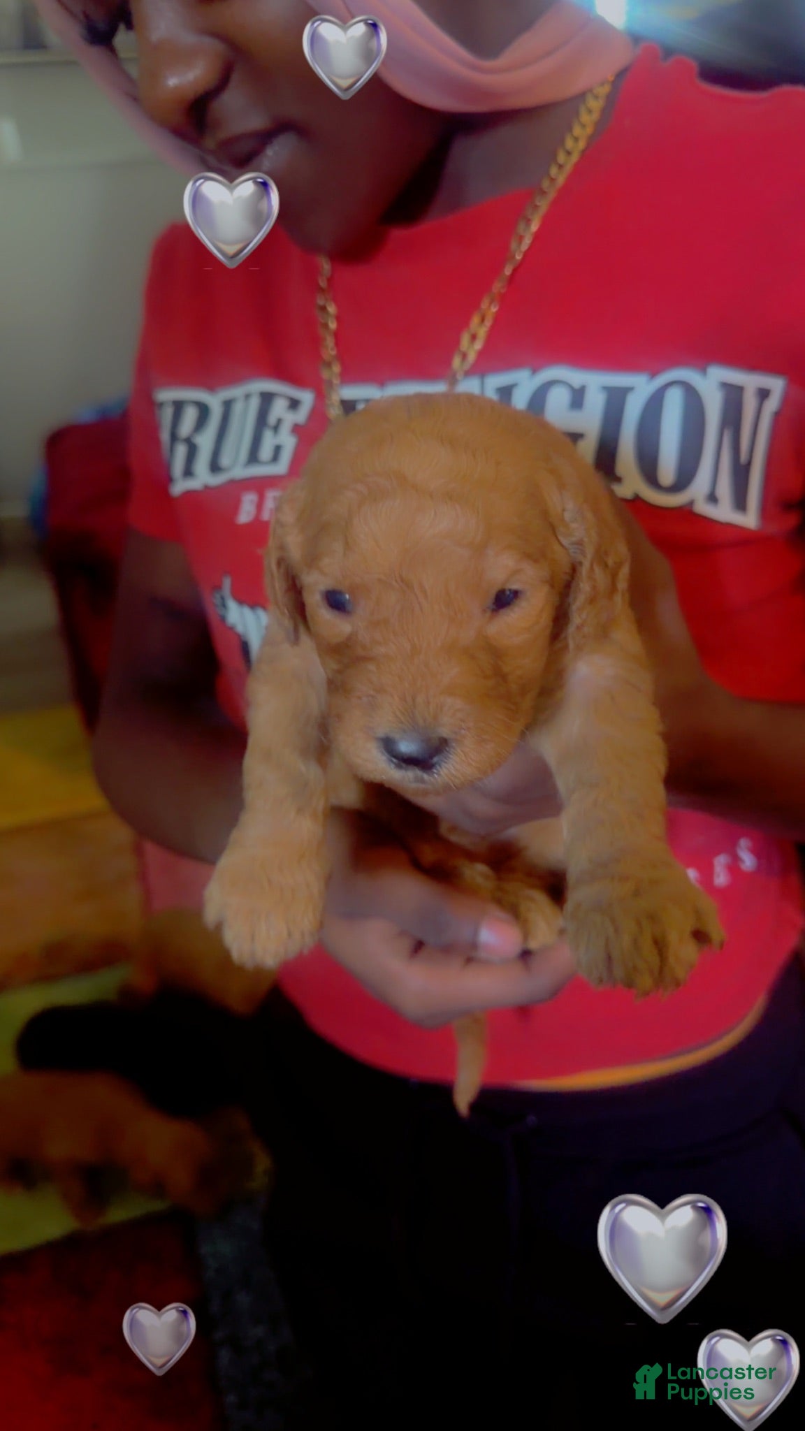 Goldendoodle dogs for sale: Goldendoodle 3 - Ad 2