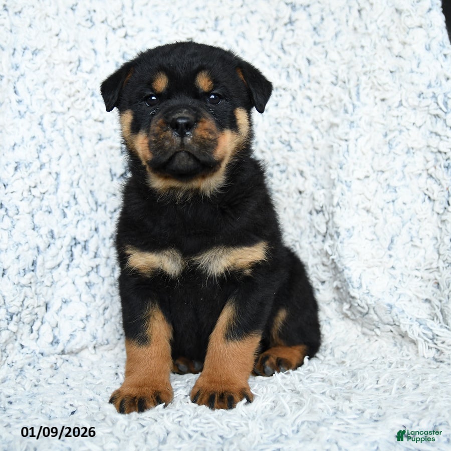 Rottweiler dogs Scout - Ad 7