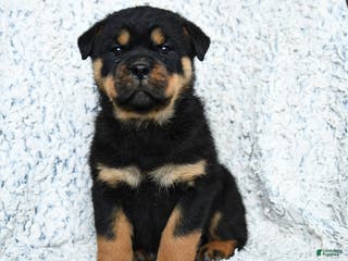 Rottweiler dogs for sale: Scout - Ad 1