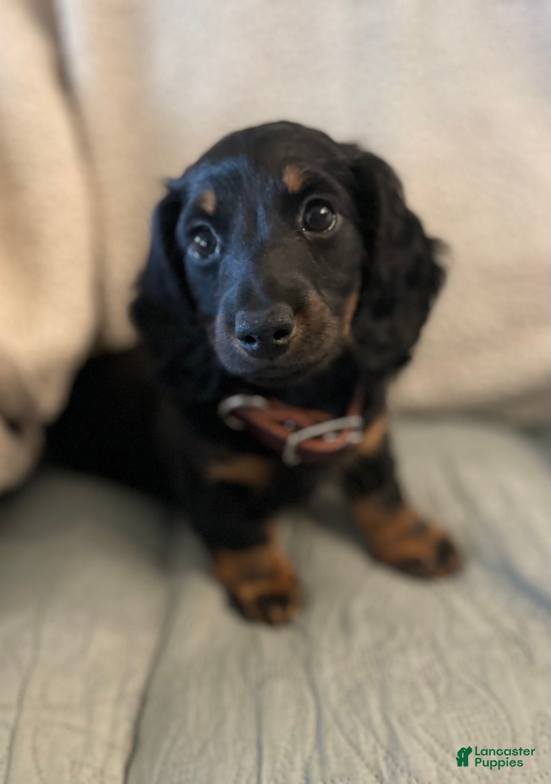 Miniature Dachshund dogs for sale: Milo - Ad 4