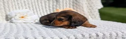 Miniature Dachshund dogs for sale: Rocco - Ad 5