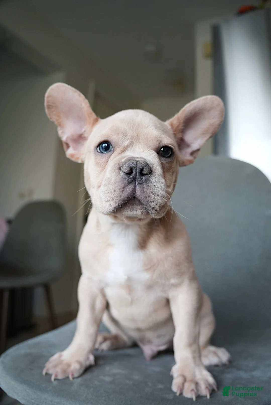 French Bulldog dogs for sale: Soy - Ad 4