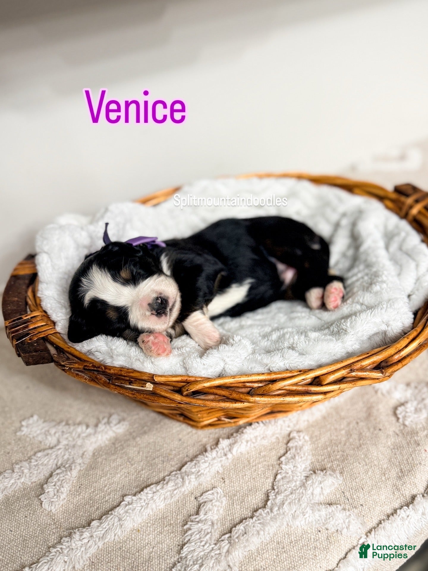 Bernedoodle dogs Venice - Ad 13