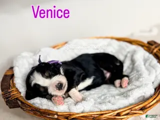 Bernedoodle dogs Venice - Ad 13