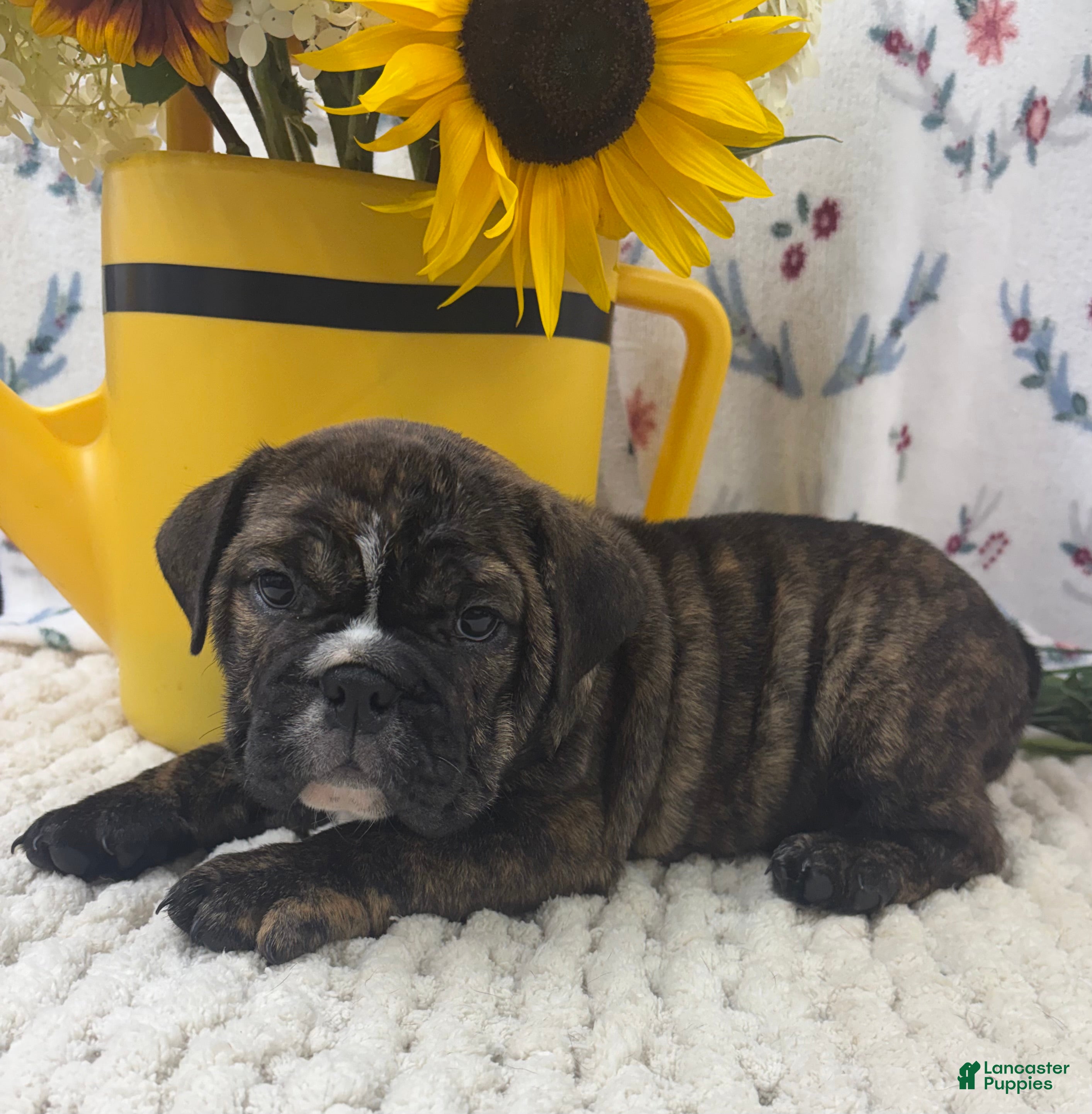 English Bulldog dogs Taffy - Ad 2