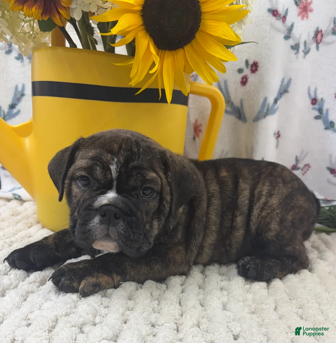 English Bulldog dogs for sale: Taffy - Ad 2