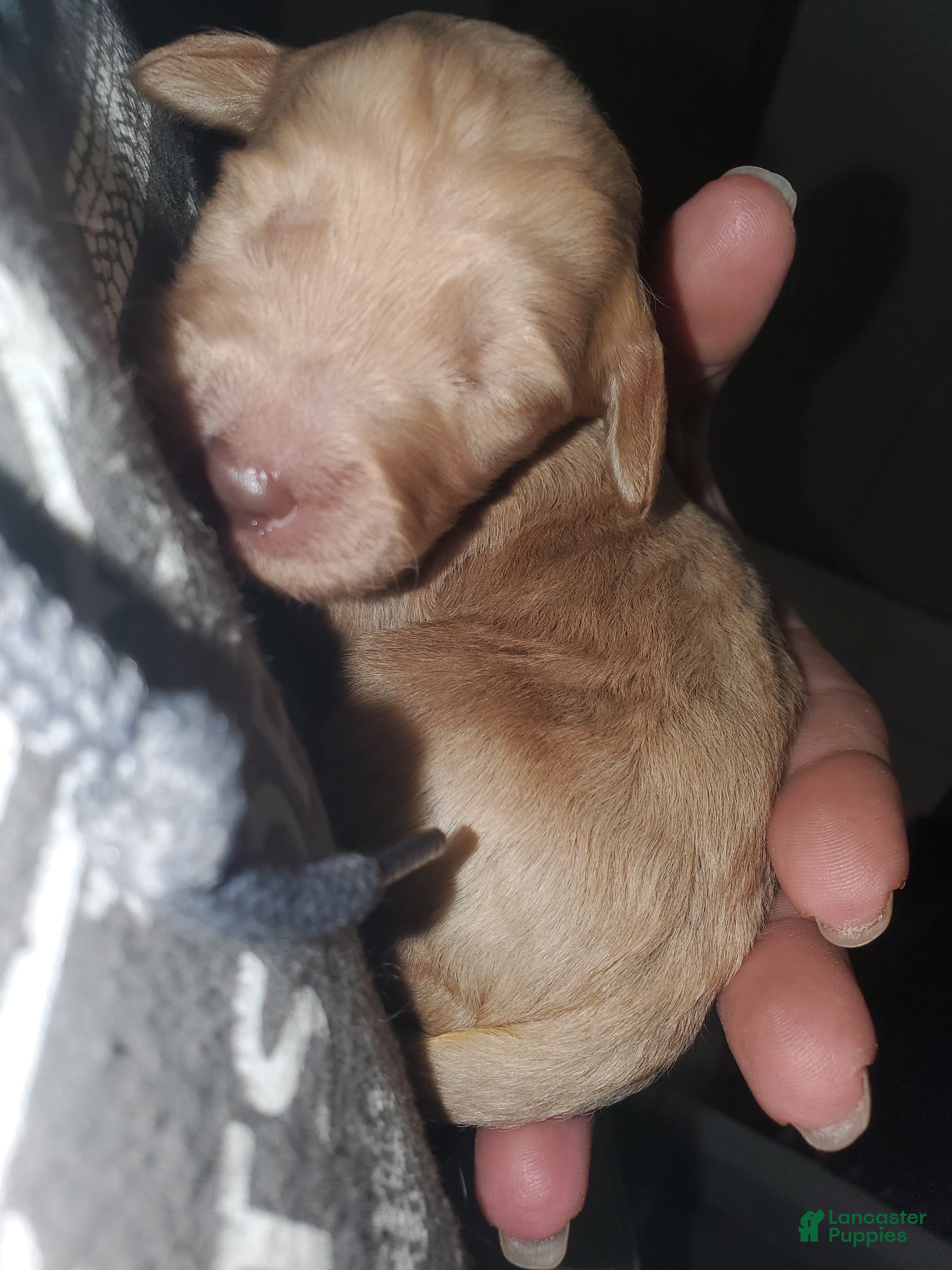 Goldendoodle dogs Goldendoodle Puppy 8 - Ad 14