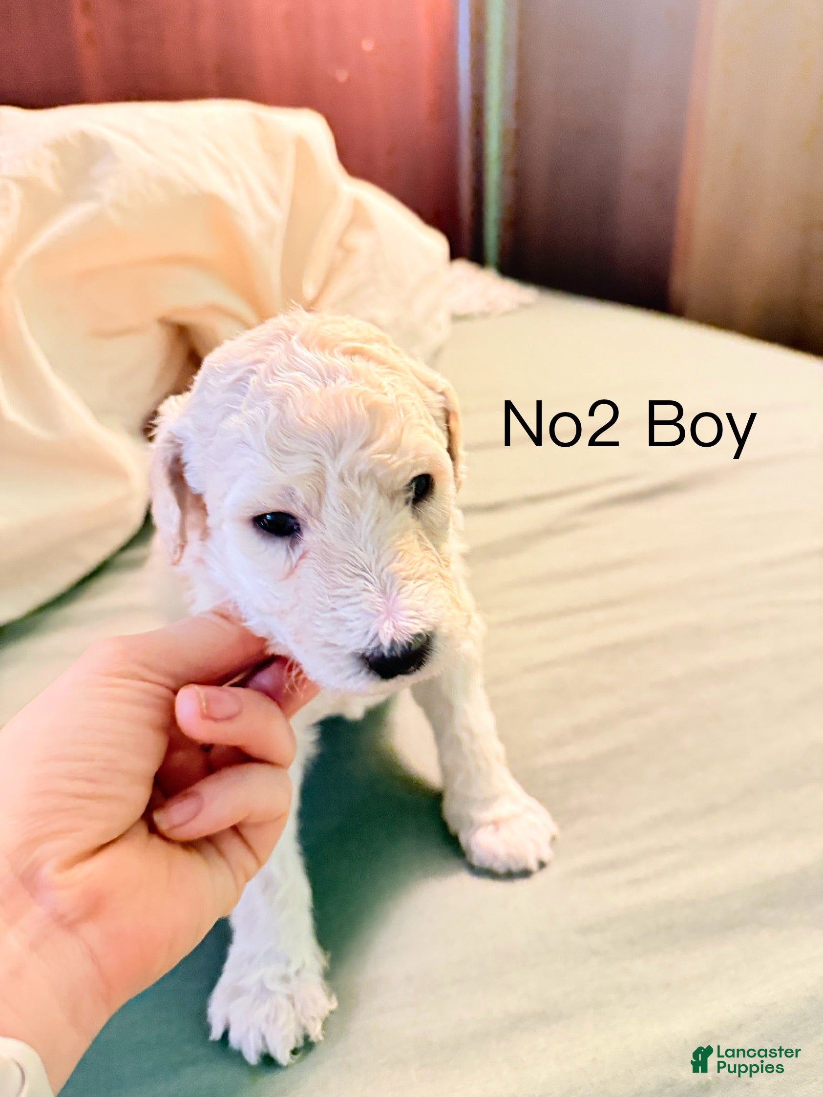 Standard Poodle dogs Standard Poodle Puppy 2 - Ad 39