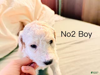 Standard Poodle dogs Standard Poodle Puppy 2 - Ad 33