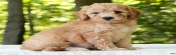 Mini Goldendoodle dogs for sale: Corey - Ad 1