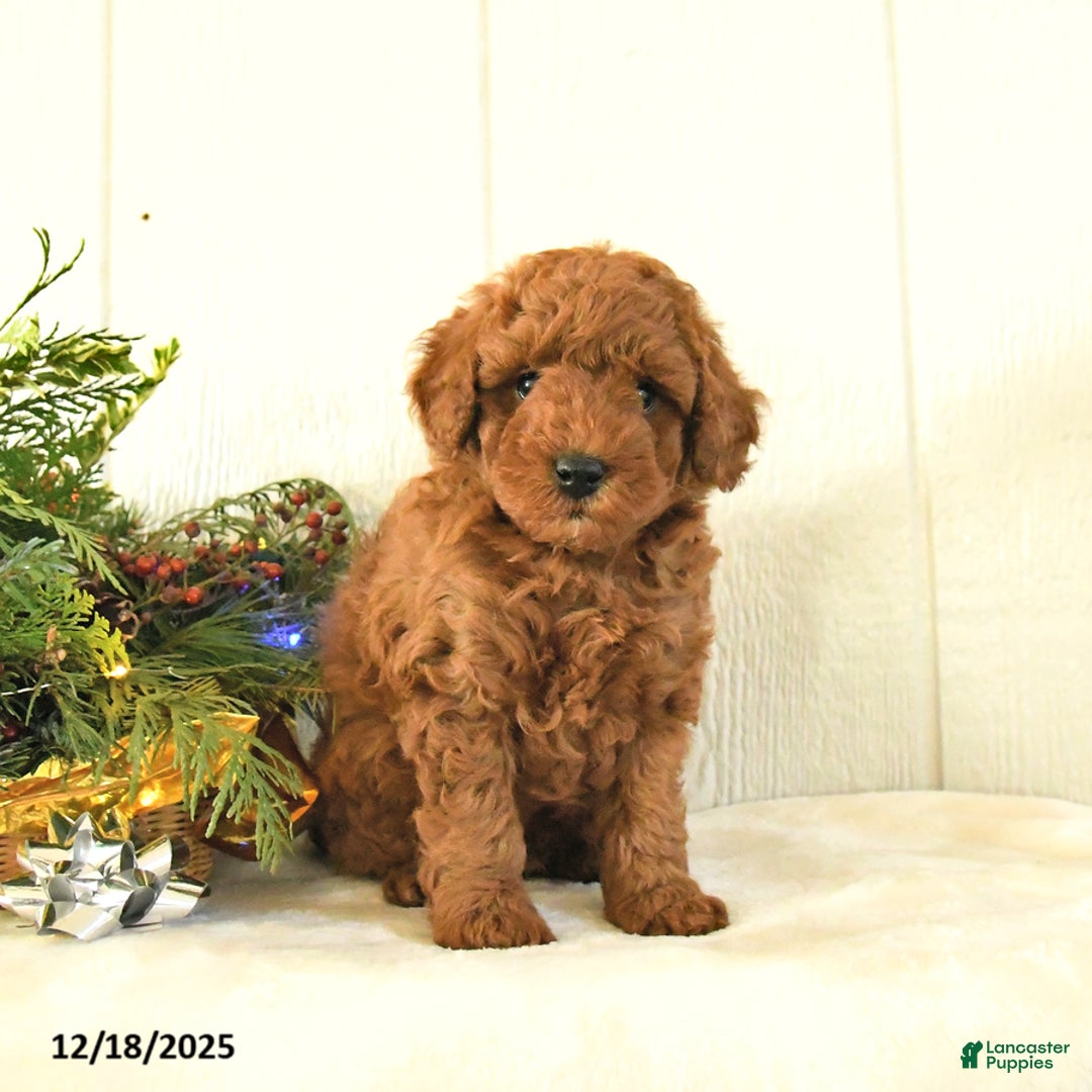 Toy Poodle dogs for sale: Bow - Ad 3