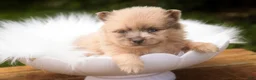 Pomeranian dogs for sale: Berlioz Pomeranian  - Ad 4