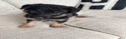 German Shepherd dogs for sale: German Shepherd Puppy 1 - Ad 10