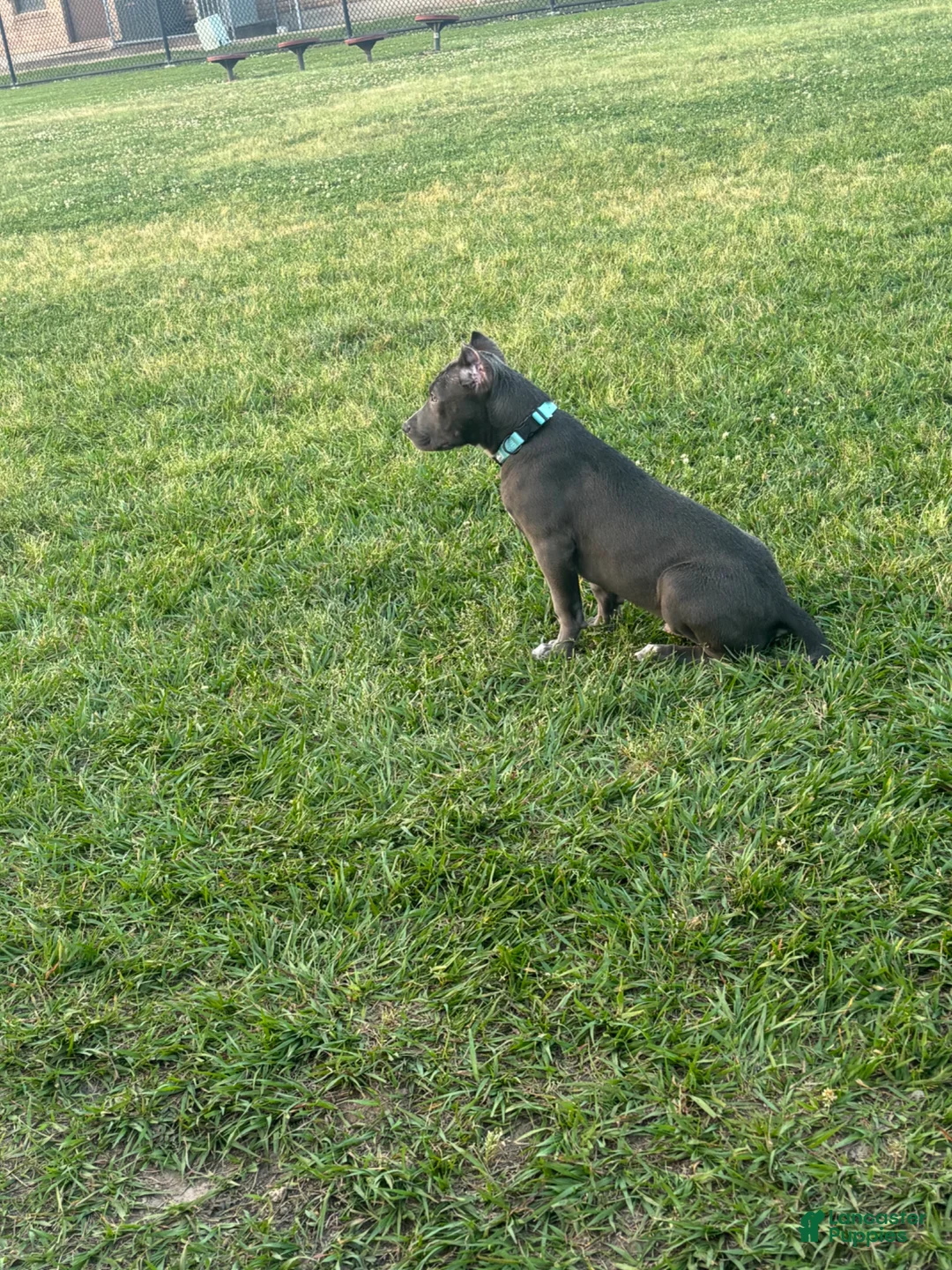 American Bully dogs for sale: American Bully Puppy 1 - Ad 2