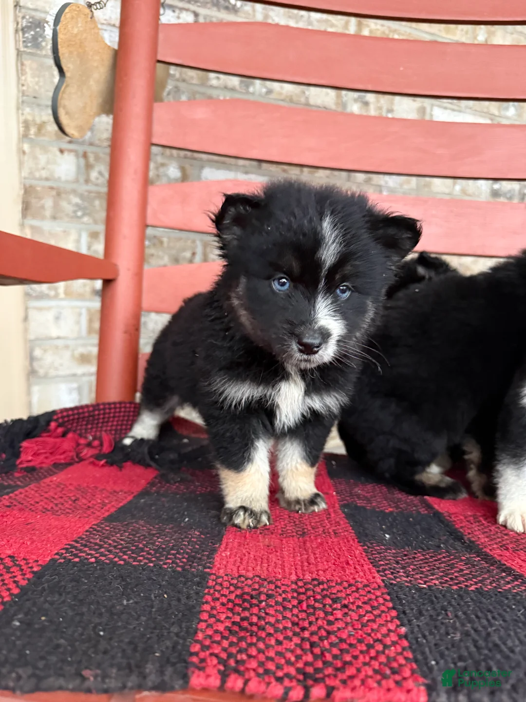 Pomsky dogs for sale: Shadow - Ad 2