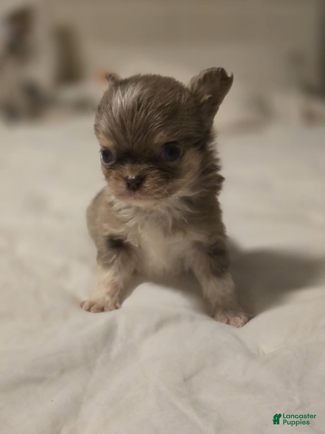Chihuahua dogs for sale: Jazz - Ad 5