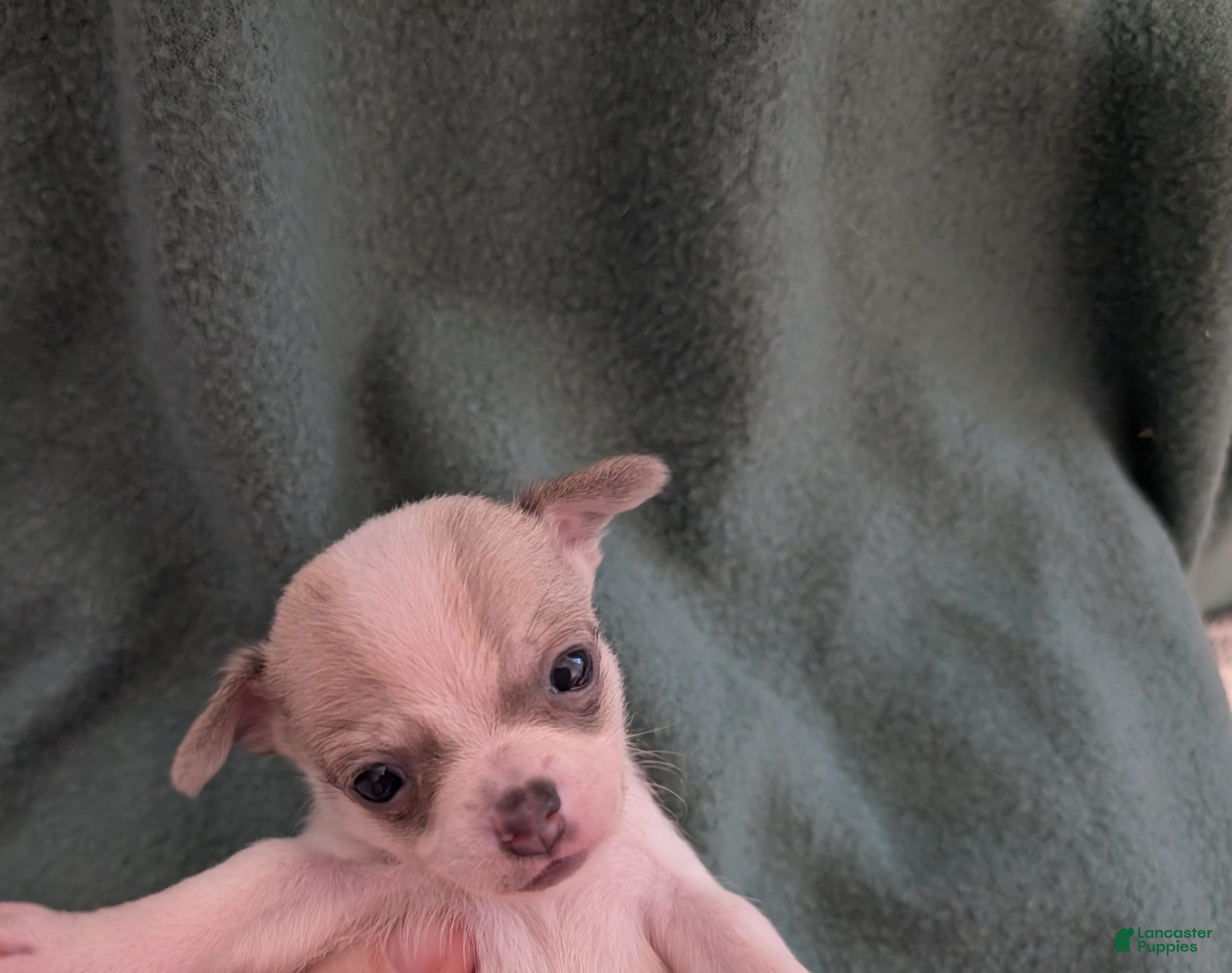 Chihuahua dogs Danielle - Ad 14