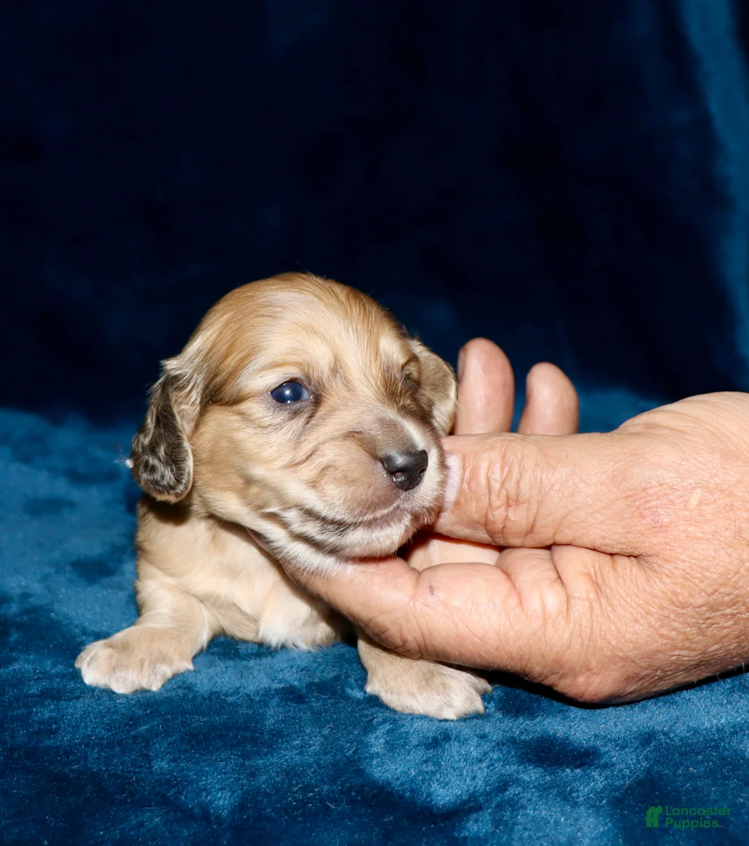 Miniature Dachshund dogs for sale: Whalen - Ad 1