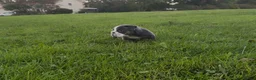 English Bulldog dogs for sale: Paris  - Ad 4