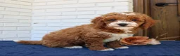 Mini Goldendoodle dogs for sale: Sparky  - Ad 4