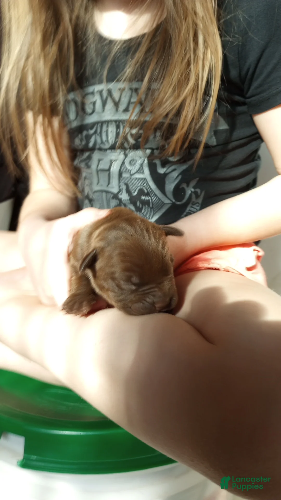 American Bully dogs for sale: Sarah Hildebrandt - Ad 1