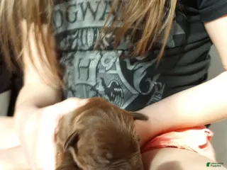 American Bully dogs Sarah Hildebrandt - Ad 42