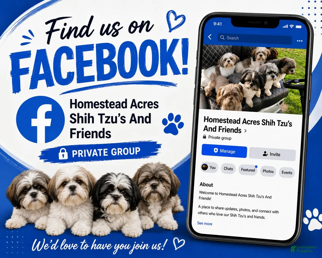 Yochon dogs for sale: Lester - Ad 4