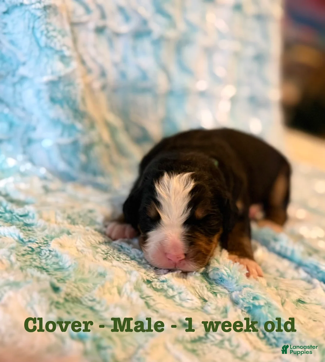 Bernese Mountain Dog dogs for sale: Clover  - Ad 2