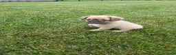 French Bulldog dogs for sale: Nancy - Ad 2