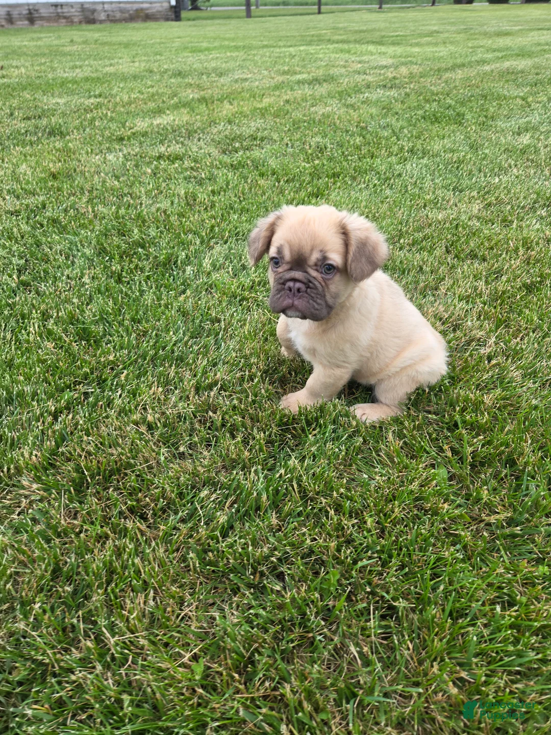 French Bulldog dogs for sale: Nancy - Ad 2