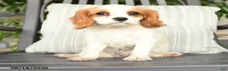Cavapoo dogs for sale: Cherries - Ad 3