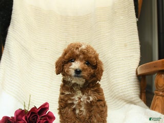 Cockapoo dogs Curtis - Ad 5