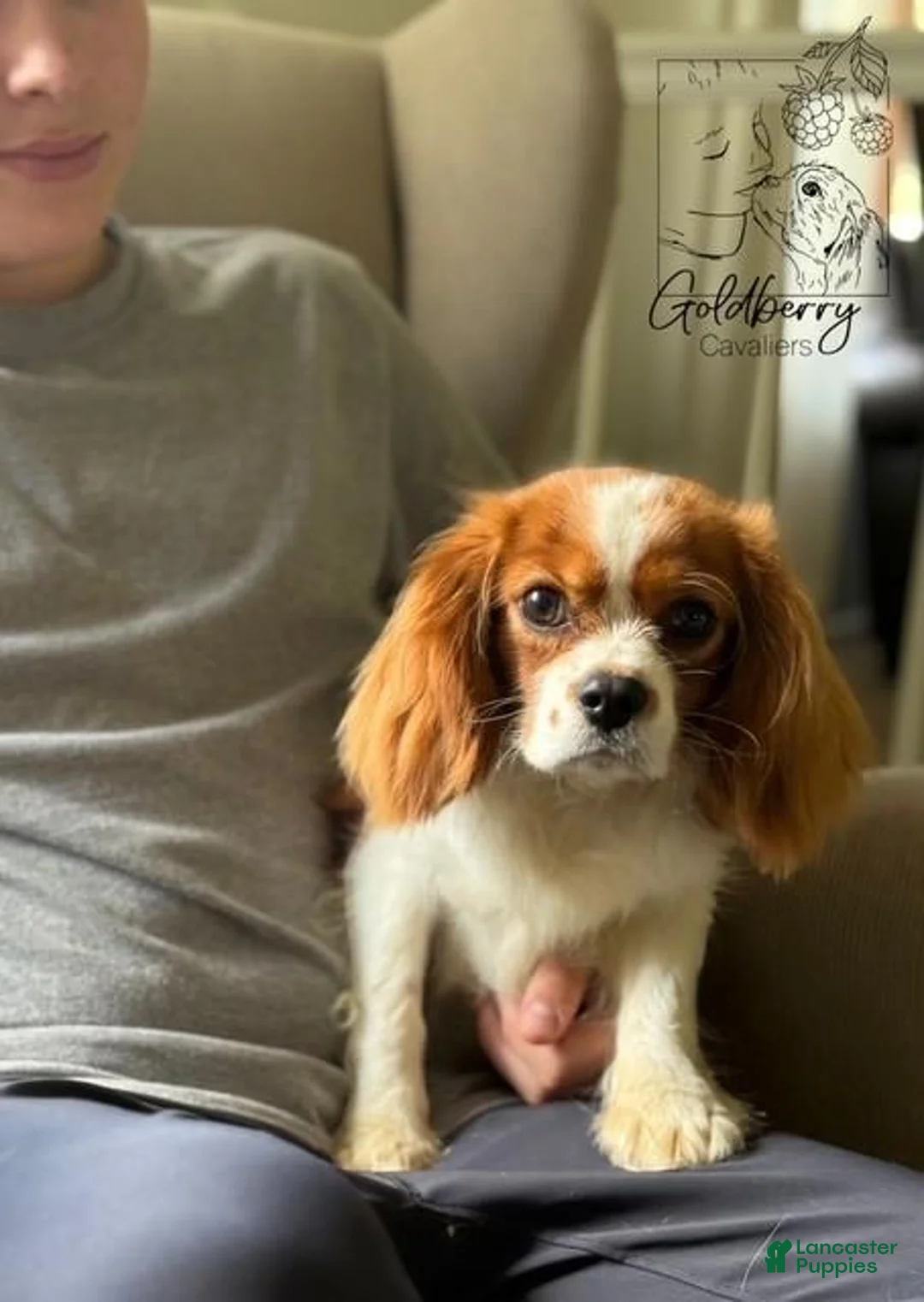 Cavalier King Charles Spaniel dogs for sale: Cavalier King Charles Spaniel 1 - Ad 2