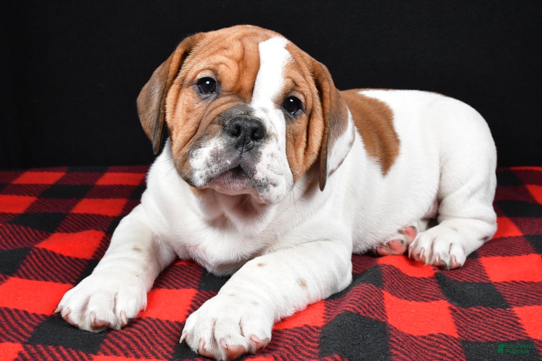 Beabull dogs for sale: Jordan - Ad 9