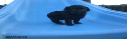 Yorkiepoo dogs for sale: Jack - Ad 9