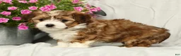Yorkiepoo dogs for sale: Lincoln - Ad 3