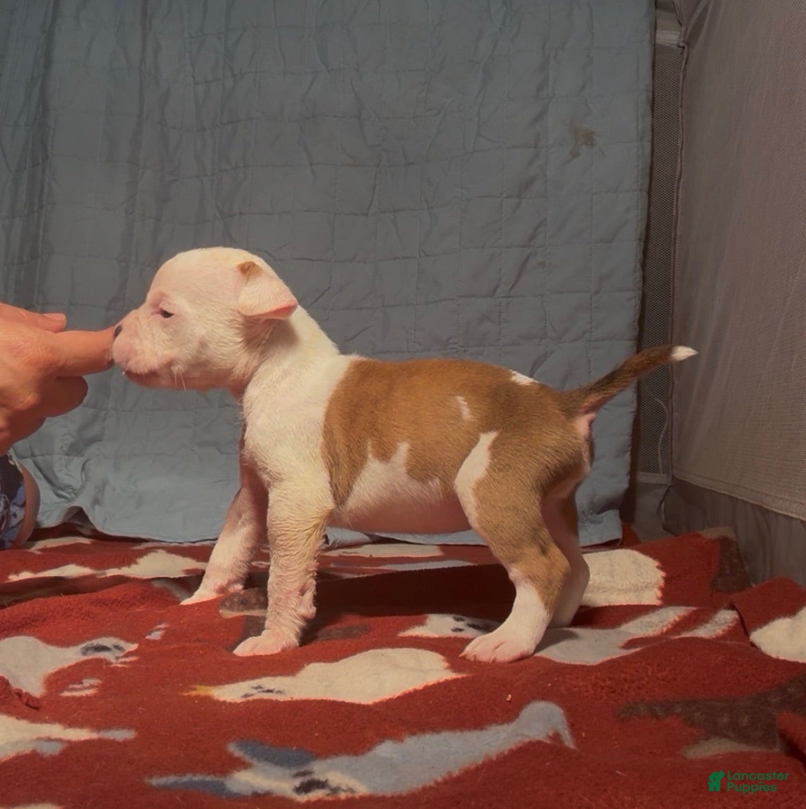 American Bully dogs for sale: American Bully 6 - Ad 3