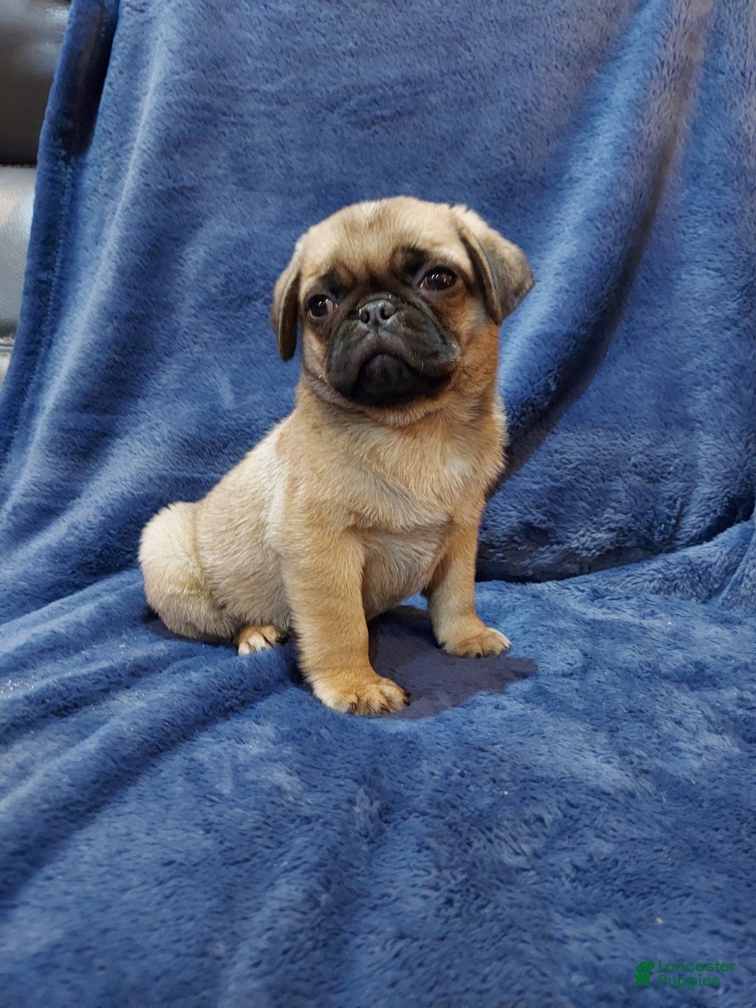 Pug dogs for sale: BUD - Ad 4
