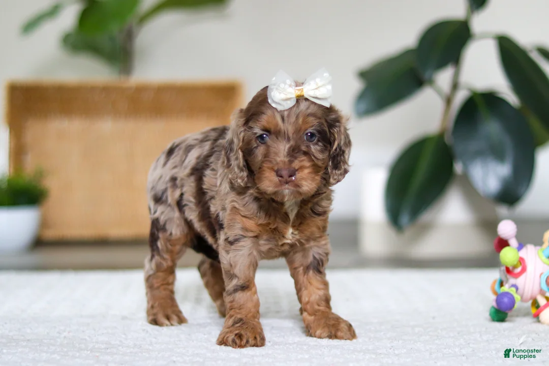 Cockapoo dogs for sale: Ellie - Ad 5