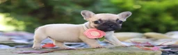 French Bulldog dogs for sale: Brielle - Ad 2