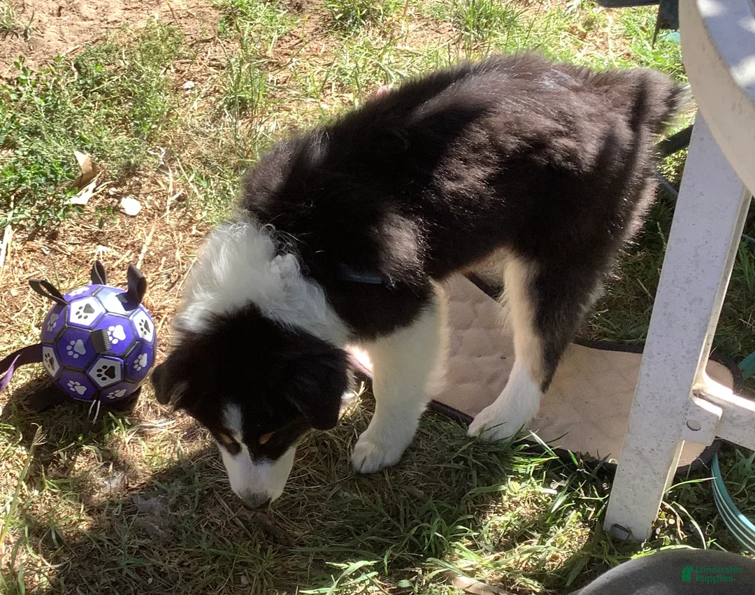 Australian Shepherd dogs for sale: Panda - Ad 2